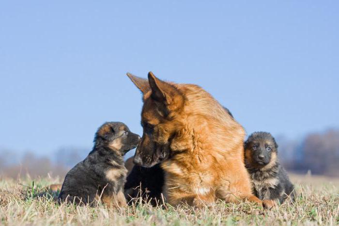 Weight of German Shepherd puppies by months. How to choose and how to feed a German Shepherd puppy?