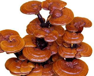Reishi mushroom. Feedback about useful properties