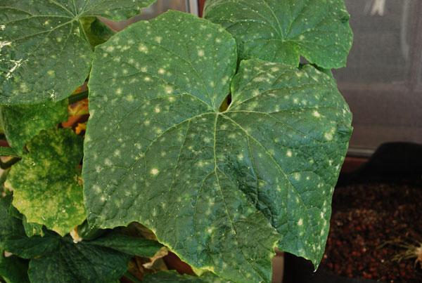 cucumber disease in the greenhouse Photo