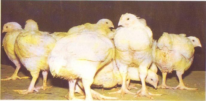 Broilers - chickens for quick receipt of dietary meat