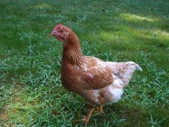 How to understand why chickens do not rush in summer