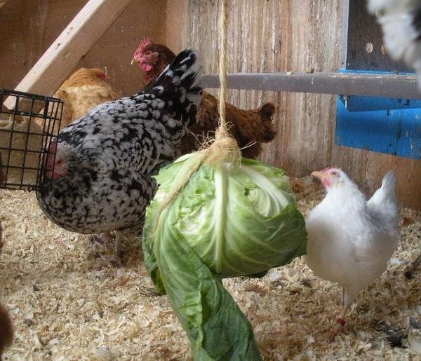 Laying hens: content in winter without problems