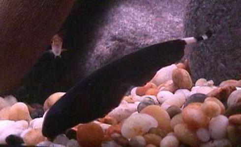 black fish knife