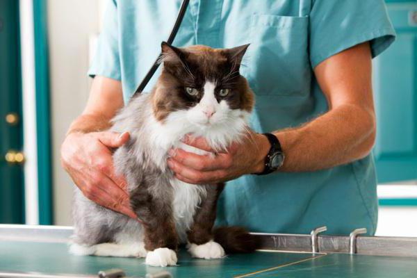 veterinary clinics in Tyumen reviews