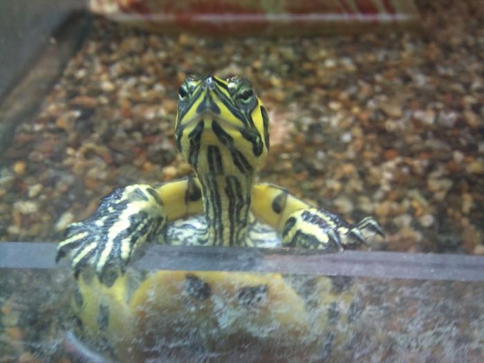 What should be a terrarium for turtles?