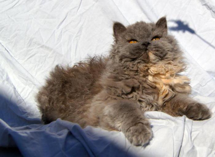 Cats of Selkirk Rex breed: description, nature, care