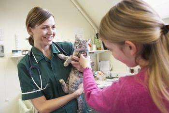 Blood in the urine of a cat: treatment and prevention