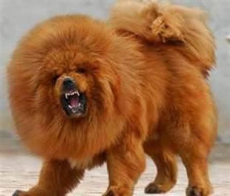 Tibetan Mastiff: dog size, description of the breed