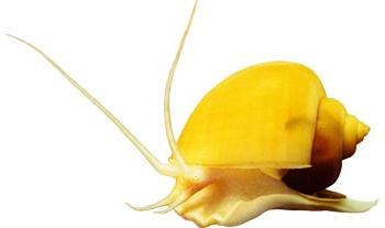 Ampularia snail is an outlandish pet