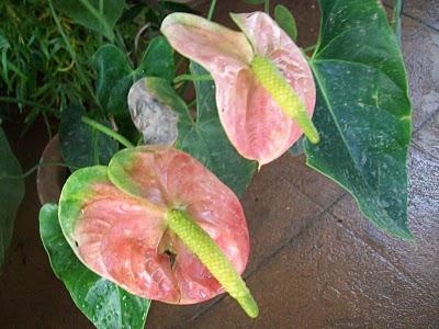 Anthurium - yellow leaves, what should I do?