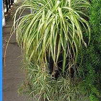 Chlorophytum: home care, growing problems