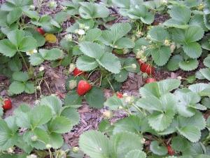 How to Plant Strawberries - Useful Tips for Excellent Harvest
