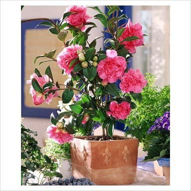 Camellia: home care, watering, fertilizing