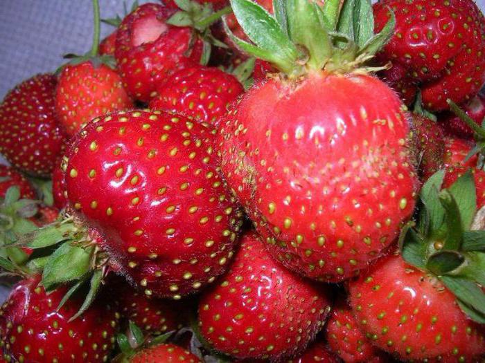Strawberry Moscow delicacy: description, features of the variety