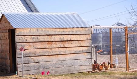 Chicken coop: how to build it without putting much effort?