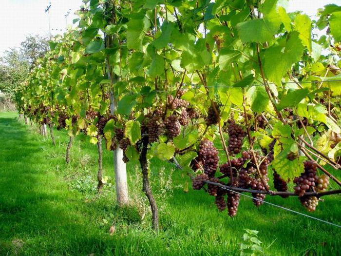 How far to plant grapes: recommendations and advice
