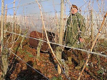 Preparation of grapes for winter in the Urals: what to do to prevent the vine from becoming frozen