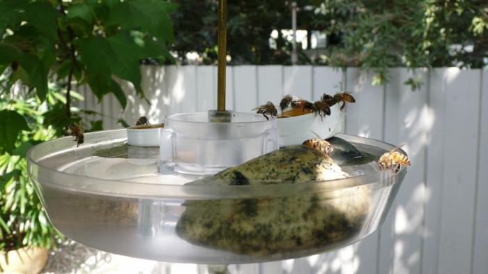 Drinking bowl for bees - learn and master yourself