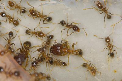 Ants powder: overview, application features, efficiency and feedback