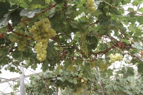 Planting grapes in the suburbs is no longer a fantasy
