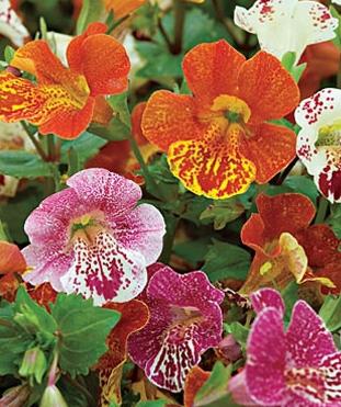 Beautiful mimulus - growing from seeds efficiently and simply