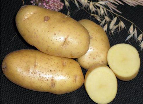 Early potatoes Karatop: a description of the variety, photo, reviews