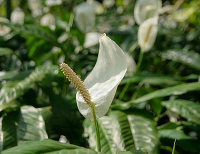 Spathiphyllum - flower of female happiness