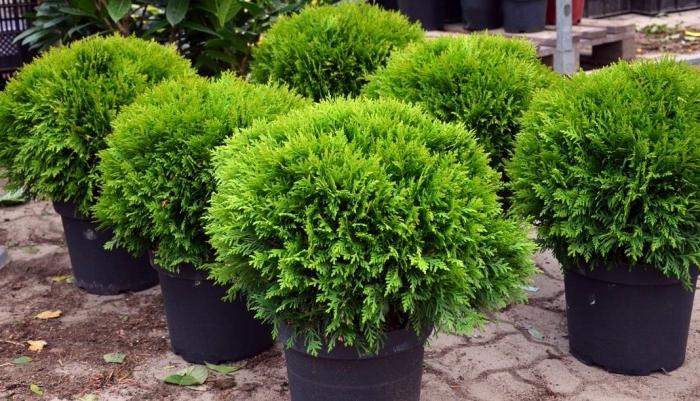 Thuya western Danica - a beautiful evergreen shrub