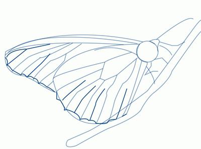 how to draw a butterfly in stages