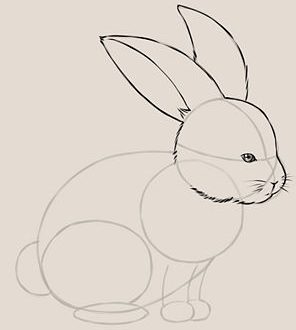 How to draw a rabbit (step by step)