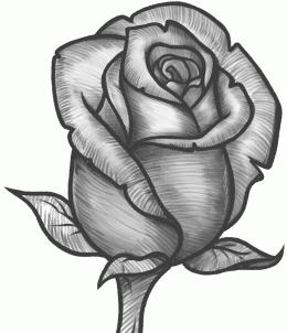 Drawing lesson: how to draw roses