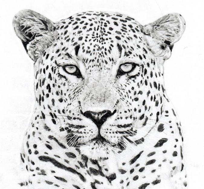 Learn how to draw a leopard in a simple way