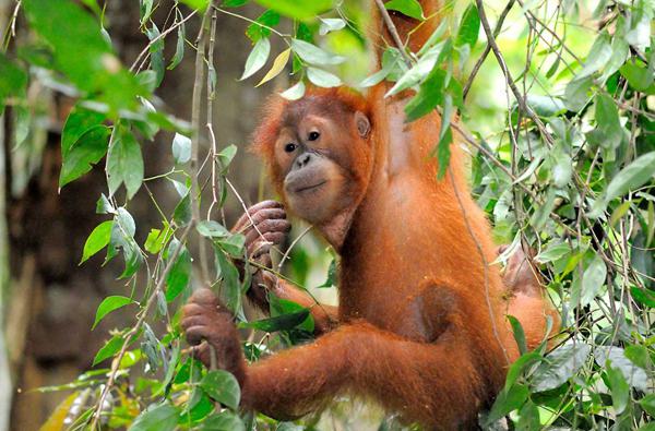 Orangutan Sumatran: description and photo