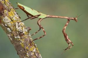 Male and female mantis