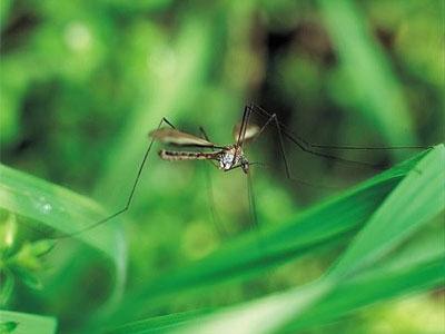 The female and the male mosquito - absolutely not superfluous in nature