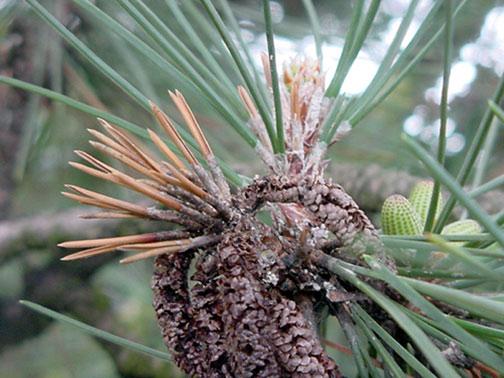 Diseases and pests of pine