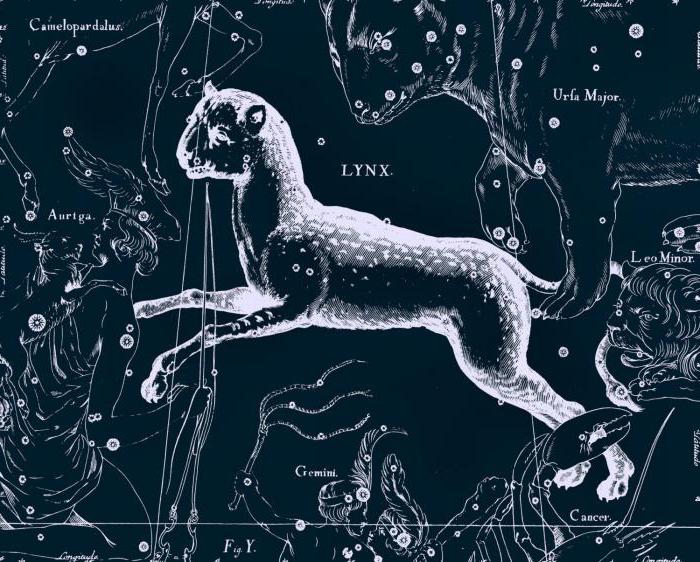Constellation of Lynx: description, history, interesting objects