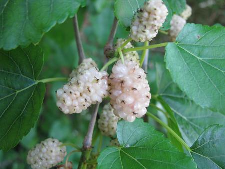 How useful is mulberry for health?
