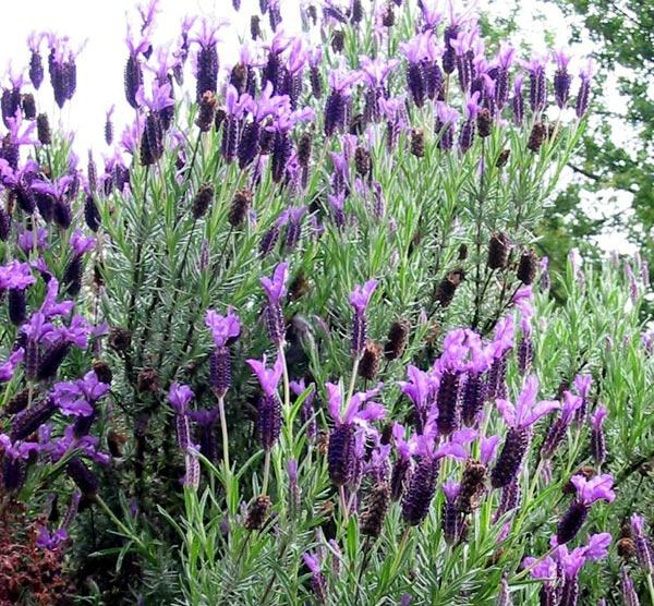 useful properties of lavender