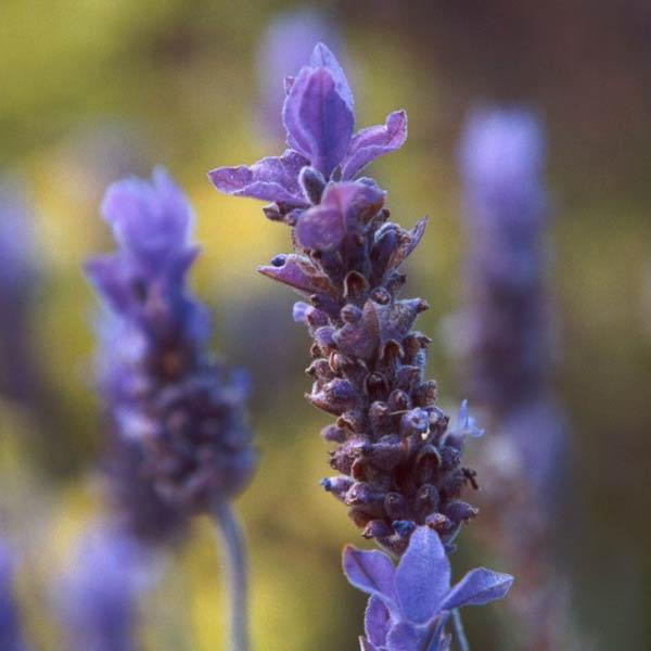 lavender useful properties and contraindications